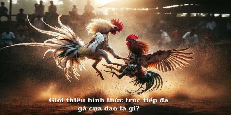 Điểm qua những thông tin qua trong về bộ môn cựa dao trong đá gà