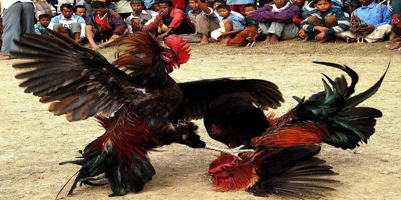 Sự yếu thế cân nặng ảnh hướng đến kết quả của trận đấu