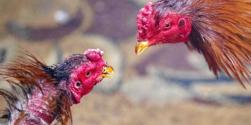 Giải đấu được diễn ra chọn lọc, chất lượng tại sân đấu cấp phép minh bạch
